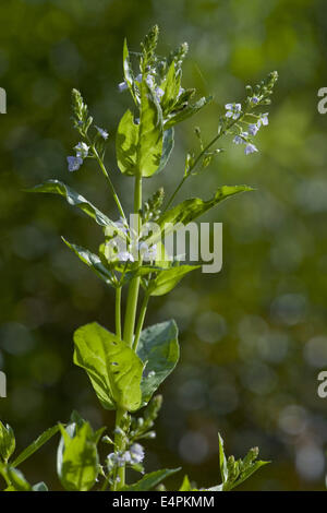 Acqua speedwell, Veronica anagallis-aquatica Foto Stock