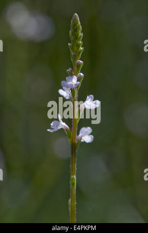 Vervain comune, verbena officinalis Foto Stock