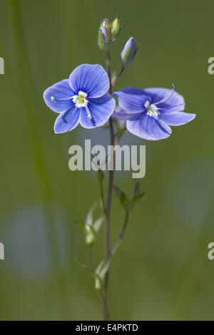 Germander speedwell, Veronica chamaedrys Foto Stock