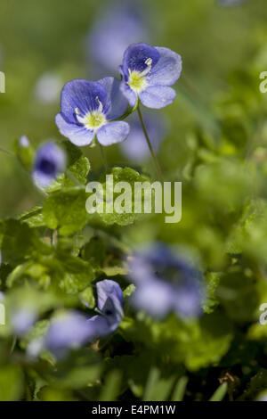 Snello speedwell, Veronica filiformis Foto Stock