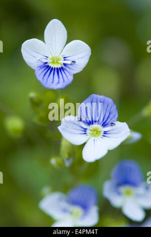 Snello speedwell, Veronica filiformis Foto Stock