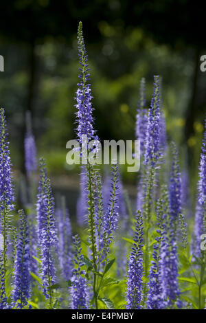 Foglie lunghe speedwell, Veronica longifolia Foto Stock