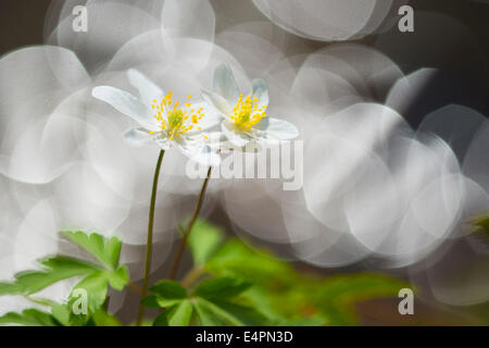 Il legno di anemoni, Anemone nemorosa ,, vechta distretto, Bassa Sassonia, Germania Foto Stock