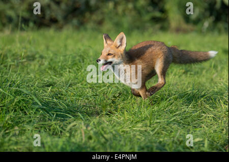 I capretti red fox, vulpes vulpes, vechta distretto, Bassa Sassonia, Bassa Sassonia (Germania) Foto Stock