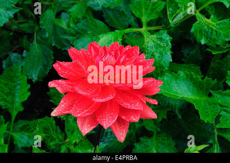 Gocce di pioggia su un rosso Fiore Dahlia Foto Stock