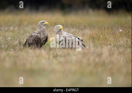 White-tailed eagles, Haliaeetus albicilla, kutno, Polonia, europa Foto Stock