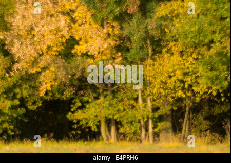 Alberi di betulla al bordo della foresta autunnale di umore, kutno, Polonia, europa Foto Stock