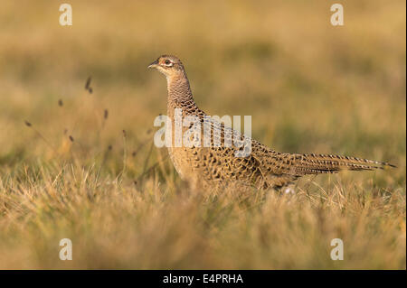 Il fagiano comune, femmina, Phasianus colchicus, kutno, Polonia, europa Foto Stock