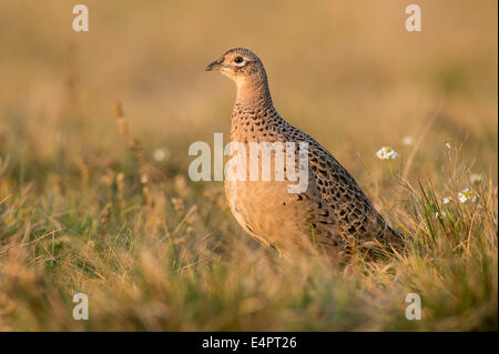 Il fagiano comune, femmina, Phasianus colchicus, kutno, Polonia, europa Foto Stock