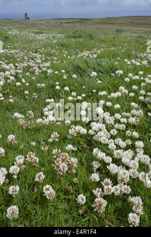 Trifoglio bianco - Trifolium repens (Fabaceae) Foto Stock