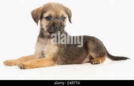 Border Terrier cucciolo Foto Stock