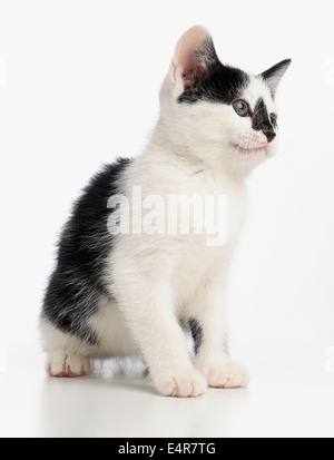 Bianco e nero gattino, 8 settimane Foto Stock