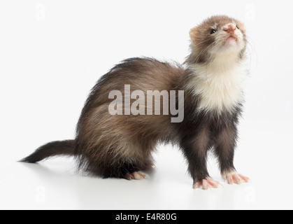 Ferret (Mustela putorius furo), giovane Angora Ferret, 14-week-vecchio Foto Stock