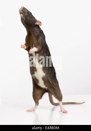 Dumbo rat, pet rat Foto Stock
