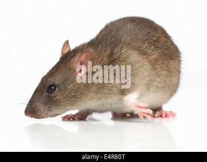 Dumbo rat, pet rat Foto Stock
