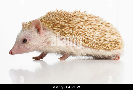 Quattro-toed riccio, nana africana hedgehog (Atelerix albiventris), pet riccio Foto Stock