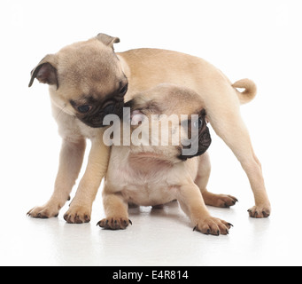 Pug cuccioli, 7 settimane Foto Stock