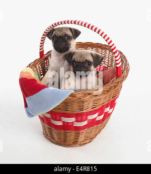 Pug cuccioli, 7 settimane Foto Stock