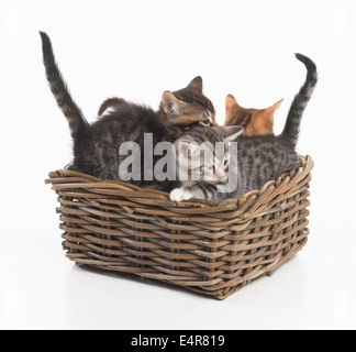 Il Bengala e croce British Shorthair gattini, 5 settimane di età Foto Stock