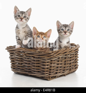 Il Bengala e croce British Shorthair gattini, 5 settimane di età Foto Stock