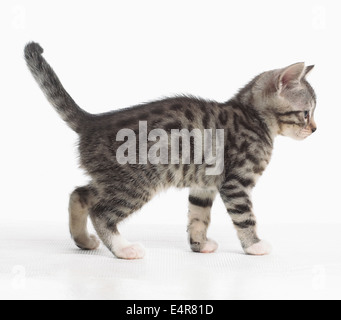 Il Bengala e croce British Shorthair kitten, 5 settimane di età Foto Stock