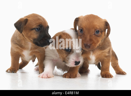 Jack Russell Terrier Lakeland cross, cuccioli, 5 settimane di età Foto Stock