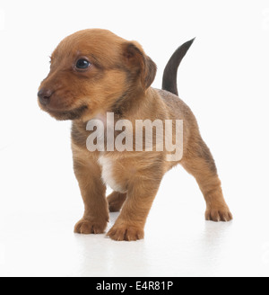 Jack Russell Terrier Lakeland cross, cucciolo, 5 settimane di età Foto Stock