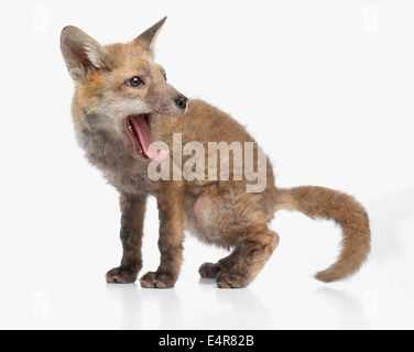 Fox cub, rosso volpe (Vulpes vulpes), 5 settimane di età Foto Stock