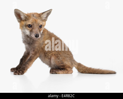 Fox cub, rosso volpe (Vulpes vulpes), 5 settimane di età Foto Stock