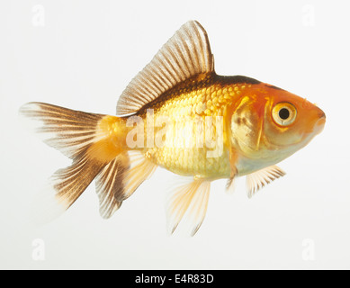 Fiocco Goldfish Foto Stock