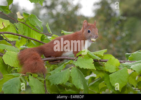 Scoiattolo rosso, Eurasian scoiattolo rosso, scoiattolo cub hatchling, drop, Eichhörnchen, Jungtier, Sciurus vulgaris, Écureuil d'Europa Foto Stock