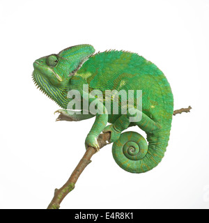 Yemen Chameleon, velata Chameleon (Chamaeleo calyptratus) Foto Stock