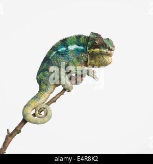 Panther Chameleon (Furcifer pardalis), maschio Foto Stock