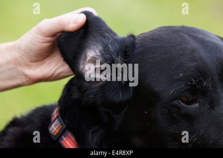 Dog health check: Proprietario controllo Labrador le orecchie Foto Stock