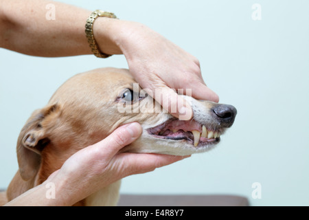 Lurcher essendo controllati da un veterinario. Controllo dei denti e della bocca Foto Stock