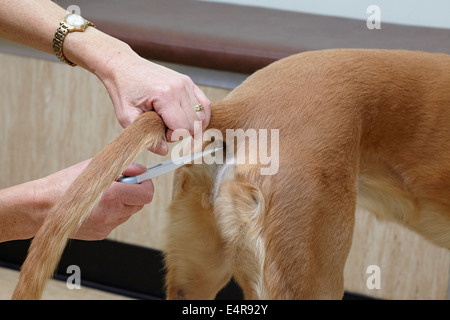 Lurcher essendo controllati da un veterinario. Tenendo la temperatura con un termometro Foto Stock