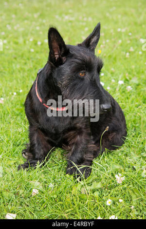 Black Scottish terrier in seduta l'erba su un giorno di estate Foto Stock