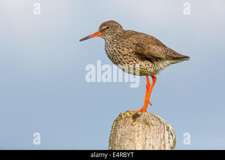 Rotschenkel, comune Redshank, Redshank, Tringa totanus, Chevalier Gambette, Archibebe Común Foto Stock