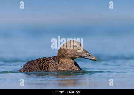 Eiderente, comune Eider, Eider, Somateria mollissima, Eider à piumone, Eider Común Foto Stock