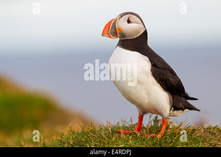 Parrot subacqueo, Atlantic puffini, Fratercula arctica , Papageitaucher, Atlantic puffini, Fratercula arctica, Papageientaucher Foto Stock