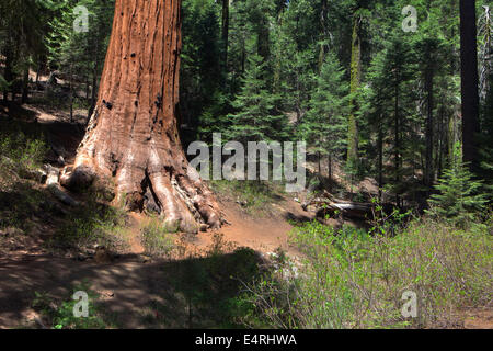 Sequoia sempervirens, vecchio albero di sequoia, Mariposa Grove, il Parco Nazionale Yosemite in California Stati Uniti d'America Foto Stock