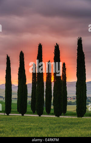 Cipressi a sunrise, Poggio Covili, Toscana, Italia. Foto Stock