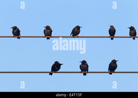 Per gli storni comune / Europea starling (Sturnus vulgaris) gregge raccolta sulla linea elettrica di alimentazione in estate Foto Stock