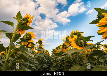 Campo di girasole prima della tempesta Foto Stock