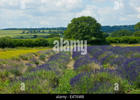 I campi di lavanda, Hartley Park Farm, Alton, Hampshire, Inghilterra, Regno Unito Foto Stock