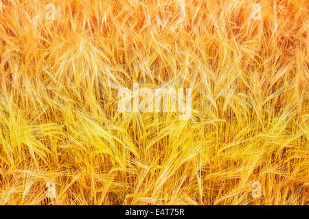 Colorato campo di grano natura dello sfondo. Colorato campo di grano natura dello sfondo.