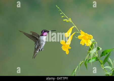 Costa's Hummingbird Calypte costae Tucson, Arizona, Stati Uniti 11 luglio maschio adulto Trochilidae Foto Stock