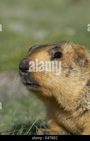 Un Marmotto Himalayano selvaggio (Marmota) nel suo habitat naturale. Vicino al lago di Pangong, Ladakh, India. Foto Stock