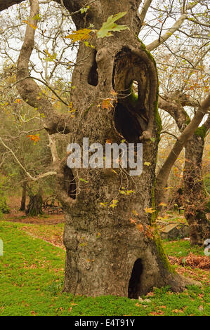 Il vecchio albero piano, Profitis Ilias, RODI, DODECANNESO, Mar Egeo, Grecia, Europa Foto Stock