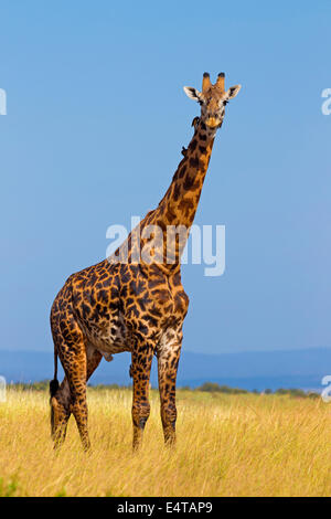 Masai Giraffe (Giraffa camelopardalis tippelskirchi), il Masai Mara riserva nazionale, Kenya Foto Stock